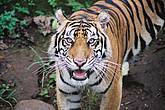 bali tiger